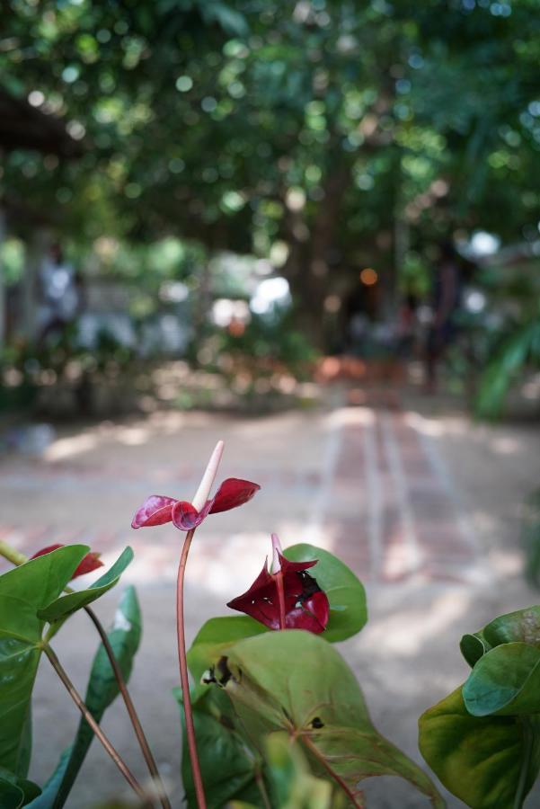 Salty Garden Arugambay Bed and Breakfast Arugam Bay Eksteriør billede